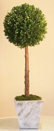 36 inch   Lolly Pop Boxwood on a stem Topiary